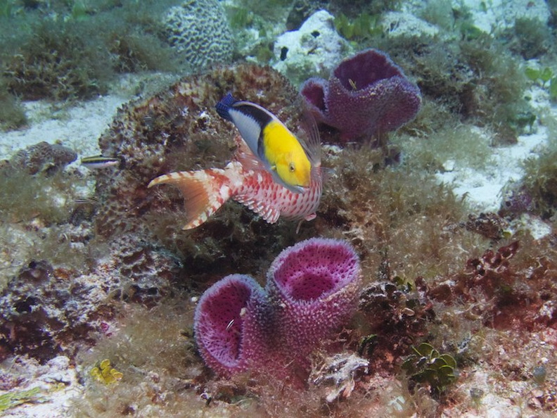 Yellowhead Wrass, edtail Parrofish, Initial Phase, and Vase Sponges IMG_9482.jpg